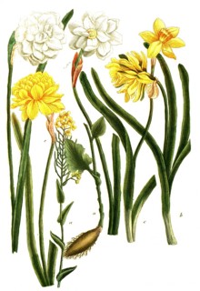 Botany, plants, a. napus, rutabaga, b - f. narcissus, daffodil, various varieties