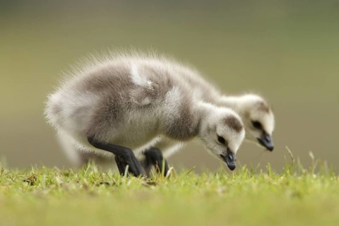 Barnacle Goose (Branta leucopsis) juvenile foraging, Utrecht, Netherlands