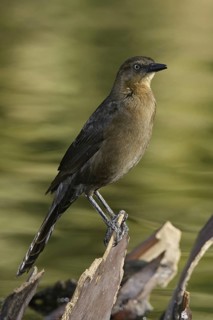 Great-tailed Grackle (Quiscalus mexicanus) female, Arizona, USA