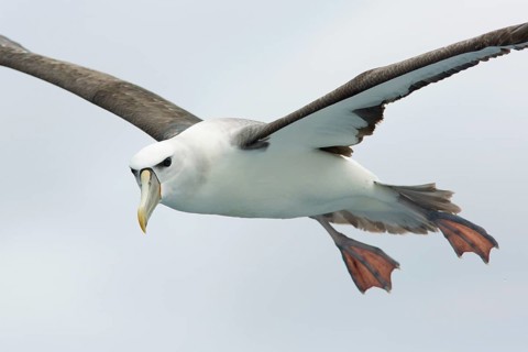 Shy Albatross (Thalassarche cauta) flying, Victoria, Australia