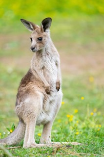 Eastern Gray Kangaroo (Macropus giganteus) youngster sitting on a meadow, captive, Germany