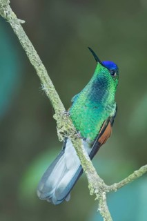 Blue-capped Hummingbird (Eupherusa cyanophrys) perched on a branch in Oaxaca, Mexico