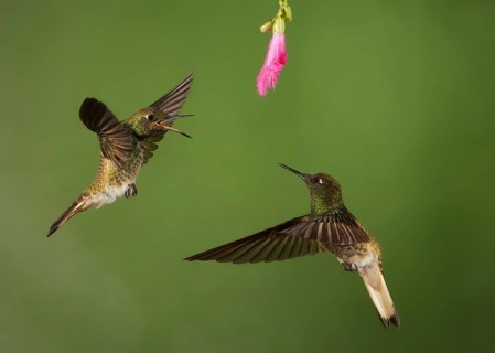 Buff-tailed Coronet (Boissonneaua flavescens) feeding on flower nectar, Napo, Ecuador