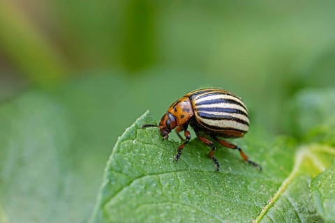 Colorado potato beetle (Leptinotarsa decemlineata), animals, insects, beetle, leaf beetle, pest,