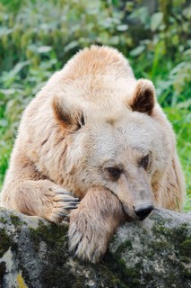 Syrian brown bear (Ursus arctos syriacus), captive, Germany