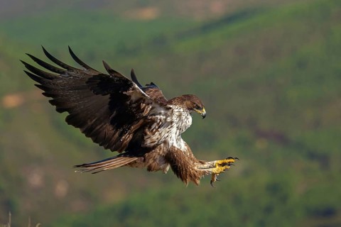 Bonelli's eagle (Hieraaetus fasciatus), Aigle de Bonelli, Águila-azor Perdicera, Tawi Atayr,