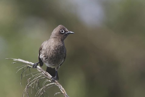 Cape Bulbul (Pycnonotus capensis), Western Cape, South Africa