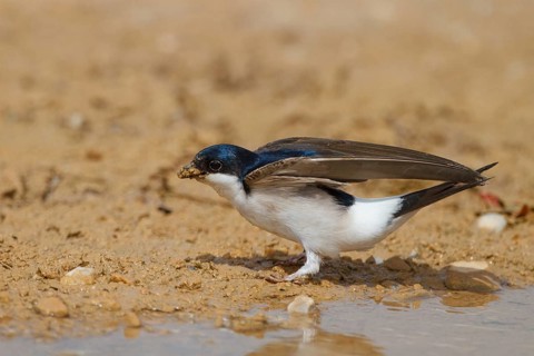 Common House Martin (Delichon urbicum), Greece