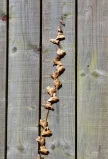Withered brown dead ivy plant climbing up wooden fence, UK