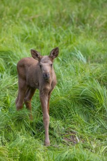 One baby moose or elk, Alces alces, (19 days old, born May 8, 2020 standing on a meadow with tall