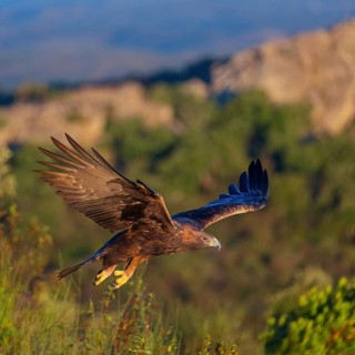 Golden Eagle, (Aquila chrysaetos), bird of prey, family of hawk-like birds, flight, biotope,