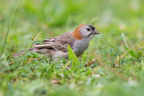 Schuppenkopfweber (Sporopipes frontalis) on ground, Uganda