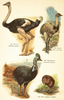 African ostrich (Struthio camelus), Nandu (Rhea americana), double-wattled cassowary (Casuarius