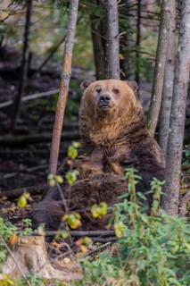 One eurasian brown bear (Ursus arctos arctos) sits at a forest edge