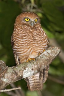 Christmas Boobook (Ninox natalis), Christmas Island, Australia