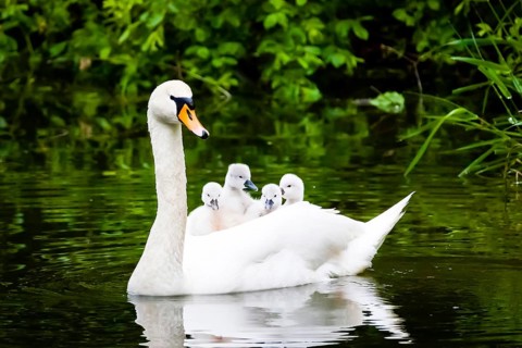 Animals, birds, swan, swan, mute swan, female with chicks on the back, water, (Cygnus olor), swims