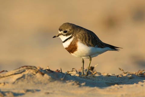 Double-banded Plover (Charadrius bicinctus) on beach, Victoria, Australia