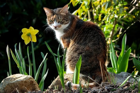 Cat, European Shorthair, domestic cat (Felis catus), tricoloured, sitting among flowers,