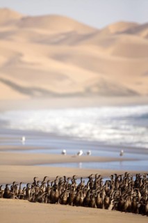 Cape Cormorant (Phalacrocorax capensis), Sandwich Cape, Namibia