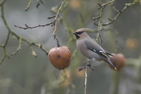 Bohemian Waxwing (Bombycilla garrulus), Saxony, Germany