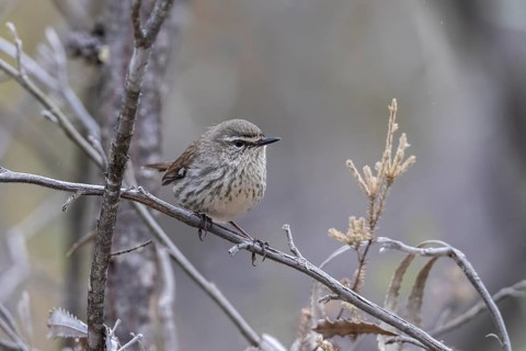 Shy Heathwren (Calamanthus cautus) female perched on a branch, Victoria, Australia