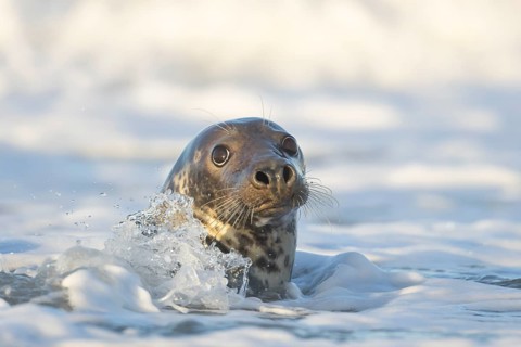 Grey seal (Halichoerus grypus) adult animal in the breaking waves of the sea, England, United