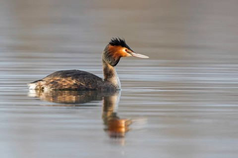 A great crested grebe swimming in the water, (Podiceps Scalloped ribbonfish), animals, birds,
