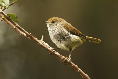 Tasmanian Thornbill (Acanthiza ewingii), Tasmania, Australia