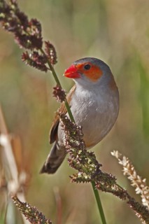 Orange-cheeked waxbill, Estrilida meipoda