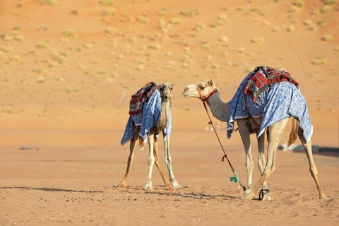 Dromedaries (Camelus dromedarius) with saddle in the Wahiba Sands or Rimal Al Wahiba or Sharqiyya