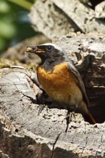 Common Redstart (Phoenicurus phoenicurus) male, Rhineland-Palatinate, Germany