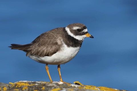 Common Ringed Plover (Charadrius hiaticula), Iceland