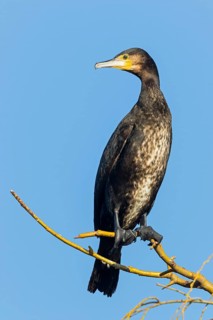 Cormorant, (Phalacrocorax carbo), animals, birds, family of cormorants, perch, Luisenpark,