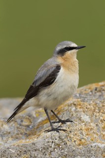 Northern Wheatear (Oenanthe oenanthe) male, Cheshire, United Kingdom