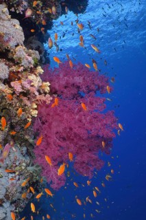 Klunzinger's tree coral (Dendronephthya klunzingeri)