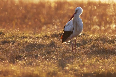 A solitary white stork stands gracefully in a sunlit grassy field during a golden sunset,