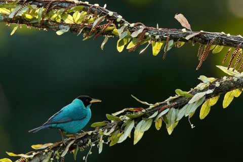 Green Honeycreeper (Chlorophanes spiza) male perched on a branch, Costa Rica