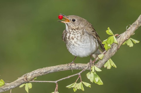 Grey-cheeked Thrush (Catharus minimus) feeding on red berry, Texas, USA