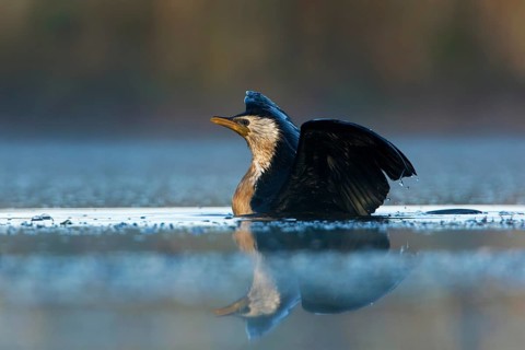 Little Pied Cormorant (Microcarbo melanoleucos), Victoria, Australia