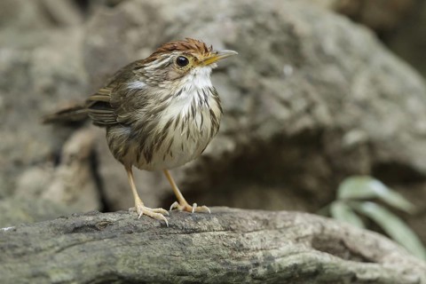 Puff-throated Babbler (Pellorneum ruficeps), Kaeng Krachan, Thailand