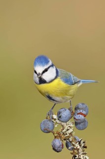 Blue tit (Parus caeruleus), sitting on a branch in a blackthorn bush, (Prunus spinosa), sloes, with