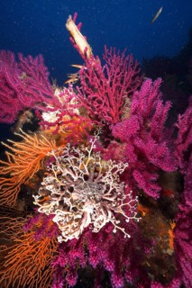 A blaze of colour in the mediterranean basket star (Astrospartus mediterraneus) in the