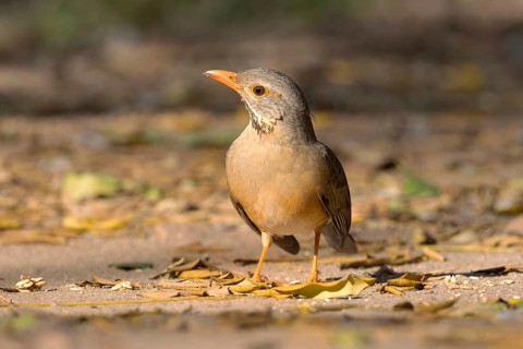 Kurrichane Thrush (Turdus libonyana), South Africa