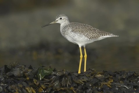 Greater Yellowlegs (Tringa melanoleuca), British Columbia, Canada