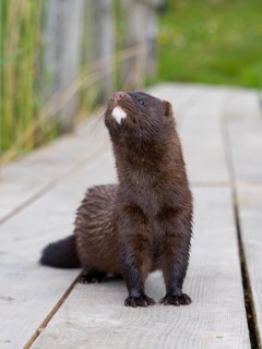 A mink stands on a fishing pier