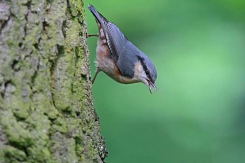Eurasian Nuthatch (Sitta europaea) calling, Lower Saxony, Germany