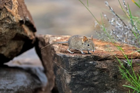 Short-eared Trunked Shrew (Macroscelides probosideus), Short-eared Elephant Shrew, Short-eared