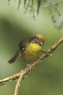 Tricolored Brushfinch (Atlapetes tricolor), Ecuador
