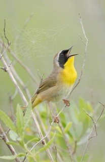 Common Yellowthroat (Geothlypis trichas) male singing, Texas, USA