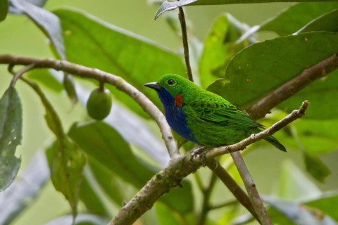 Orange-eared Tanager (Chlorochrysa calliparaea) male, Peru